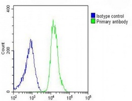 PREX1 Rabbit Polyclonal Antibody