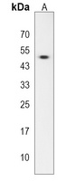 MBOAT4 Rabbit Polyclonal Antibody
