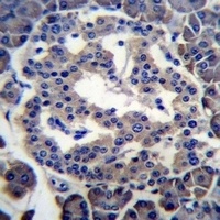 MBOAT4 Rabbit Polyclonal Antibody