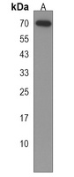 CD15 Rabbit Polyclonal Antibody