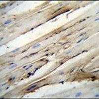 CD15 Rabbit Polyclonal Antibody