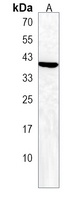 FOLR4 Rabbit Polyclonal Antibody
