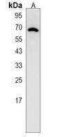 Collagen 13 alpha 1 Rabbit Polyclonal Antibody