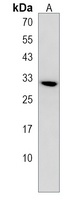 TNFAIP8L3 Rabbit Polyclonal Antibody