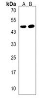 VSIG8 Rabbit Polyclonal Antibody