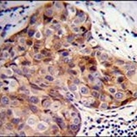 SCUBE2 Rabbit Polyclonal Antibody