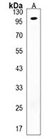 GAS2L2 Rabbit Polyclonal Antibody