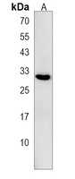 METTL10 Rabbit Polyclonal Antibody