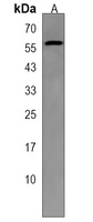 MIER2 Rabbit Polyclonal Antibody