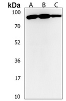 ENGASE Rabbit Polyclonal Antibody