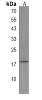 FAM162A Rabbit Polyclonal Antibody