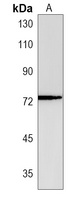 SERAC1 Rabbit Polyclonal Antibody
