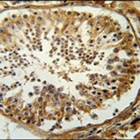 SERAC1 Rabbit Polyclonal Antibody