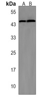 MCH Receptor 1 Rabbit Polyclonal Antibody