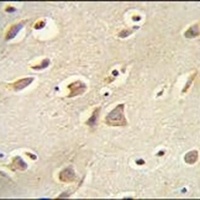 MCH Receptor 1 Rabbit Polyclonal Antibody