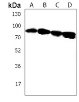 IL-12RB2 Rabbit Polyclonal Antibody