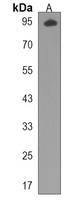 MICALL1 Rabbit Polyclonal Antibody