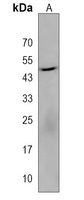 NIPAL4 Rabbit Polyclonal Antibody