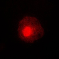 ABL1/2 (Phospho-Y393/439) Rabbit Polyclonal Antibody