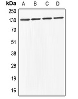 ABL1/2 Rabbit Polyclonal Antibody