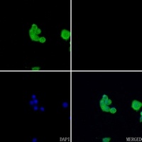 Acetylcholinesterase Rabbit Polyclonal Antibody