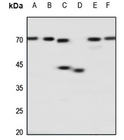 Adenosine A2a Receptor Rabbit Polyclonal Antibody