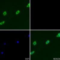 GRK2 (Phospho-S29) Rabbit Polyclonal Antibody