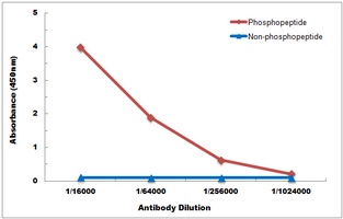 AKT (Phospho-Y315) Rabbit Polyclonal Antibody