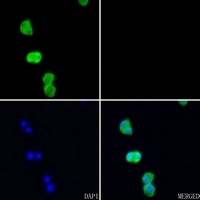 AMD1 Rabbit Polyclonal Antibody