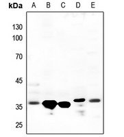 Annexin A1 Rabbit Polyclonal Antibody