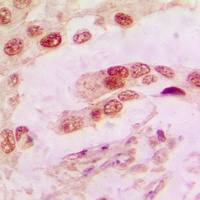 Annexin A1 Rabbit Polyclonal Antibody