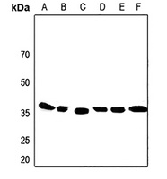 Apolipoprotein F Rabbit Polyclonal Antibody
