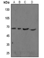 cIAP1 Rabbit Polyclonal Antibody