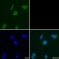 CD95 Rabbit Polyclonal Antibody