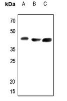 Arginase 2 Rabbit Polyclonal Antibody