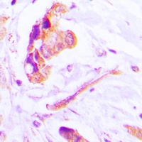 Caspase 3 p17 Rabbit Polyclonal Antibody