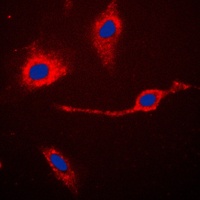 Caspase 3 p17 Rabbit Polyclonal Antibody
