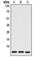 Caspase 7 p11 Rabbit Polyclonal Antibody