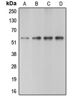Caspase 10 Rabbit Polyclonal Antibody