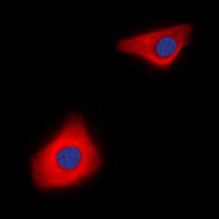 Caspase 10 Rabbit Polyclonal Antibody
