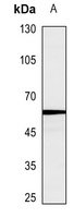 Caspase 10 Rabbit Polyclonal Antibody