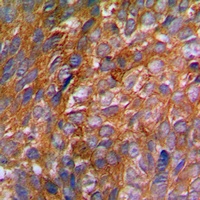 c-CBL (Phospho-Y774) Rabbit Polyclonal Antibody