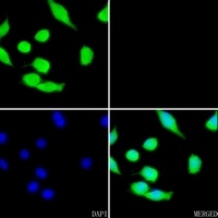 Cyclin G1 Rabbit Polyclonal Antibody