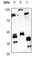 CD1e Rabbit Polyclonal Antibody