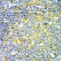 CD1e Rabbit Polyclonal Antibody