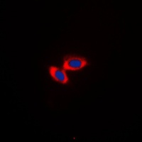 CD3d Rabbit Polyclonal Antibody