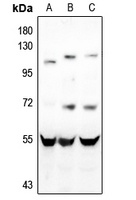 CD4 Rabbit Polyclonal Antibody