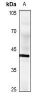 CD40 Rabbit Polyclonal Antibody