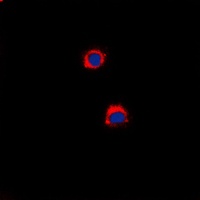 CD40 Rabbit Polyclonal Antibody