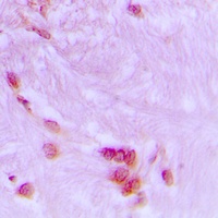 CDC27 Rabbit Polyclonal Antibody